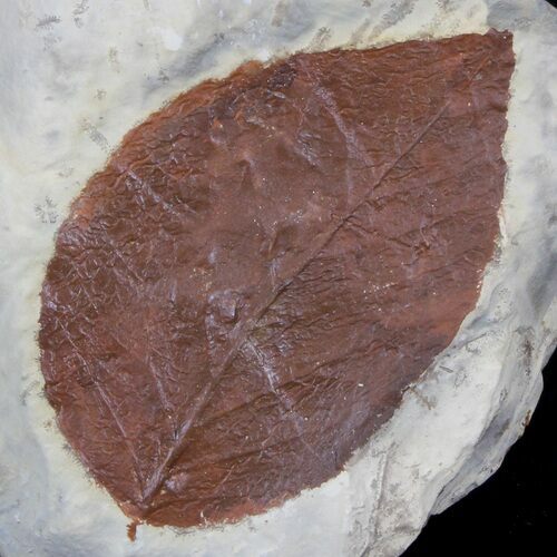 Bargain Fossil Leaf (Beringiaphyllum) - Montana #37217